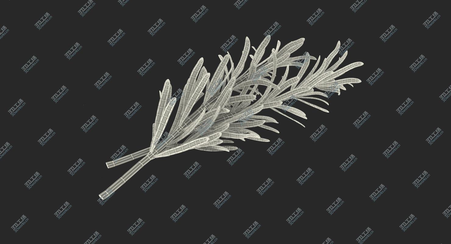 images/goods_img/2021040231/3D Fresh Rosemary/4.jpg